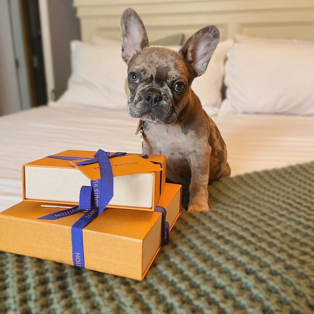 LV Dog Collar & leash set. Box, dust bags & original ribbons/ cards included.